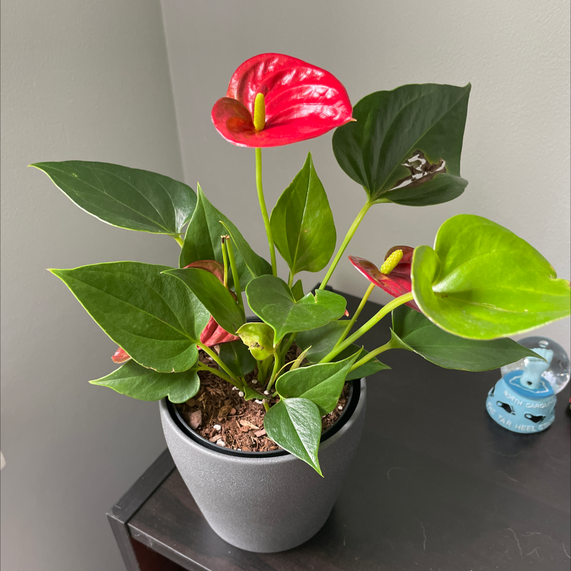 Photo of the plant species Painter's Palette by @Ali13plantatree named Rosalia on Greg, the plant care app