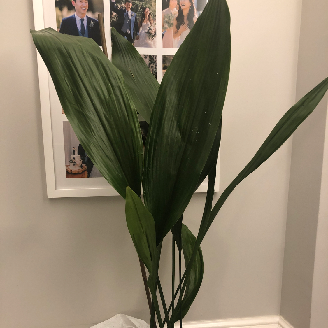 Cast Iron Plant with large, dark green leaves in a well-lit indoor setting.