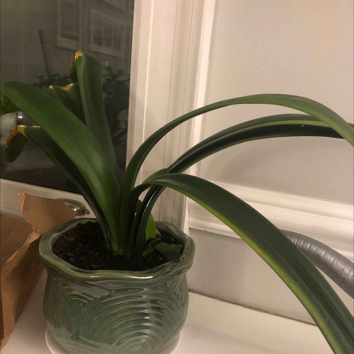 Potted Bush Lily with long green leaves, some browning at tips, placed indoors near a window.