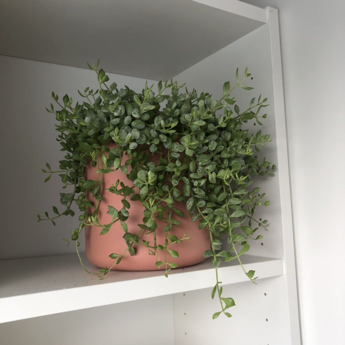 Healthy Cliff Cotyledon plant in a pink pot on a white shelf.