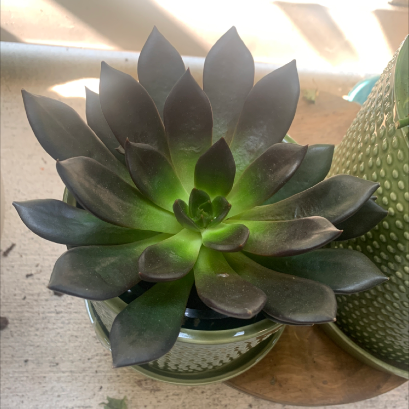 Healthy Echeveria 'Black Prince' succulent with dark leaves and green center.
