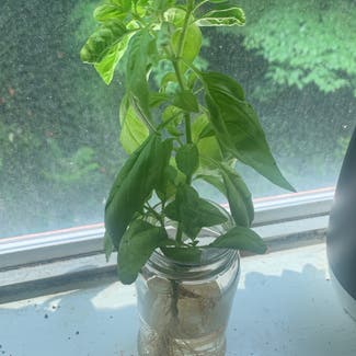 Sweet Basil plant in Atlanta, Georgia