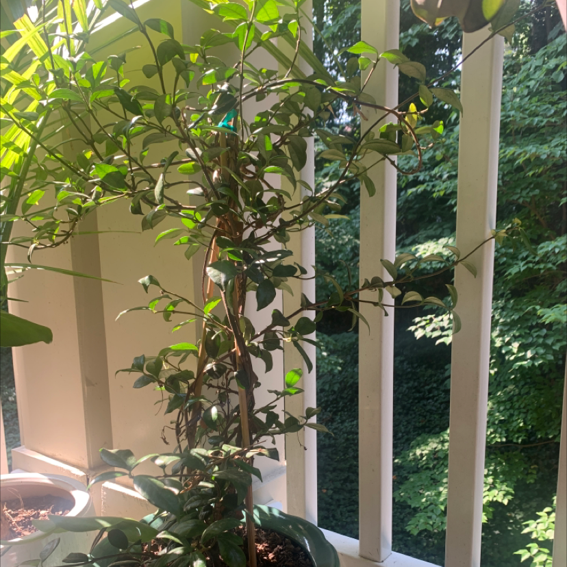 Why Are There Black Spots on My Star Jasmine Leaves?