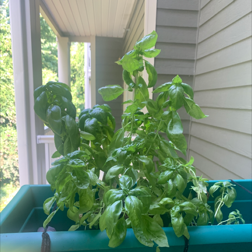 Sweet Basil plant photo by @JahmilaMae named Mollie on Greg, the plant care app.