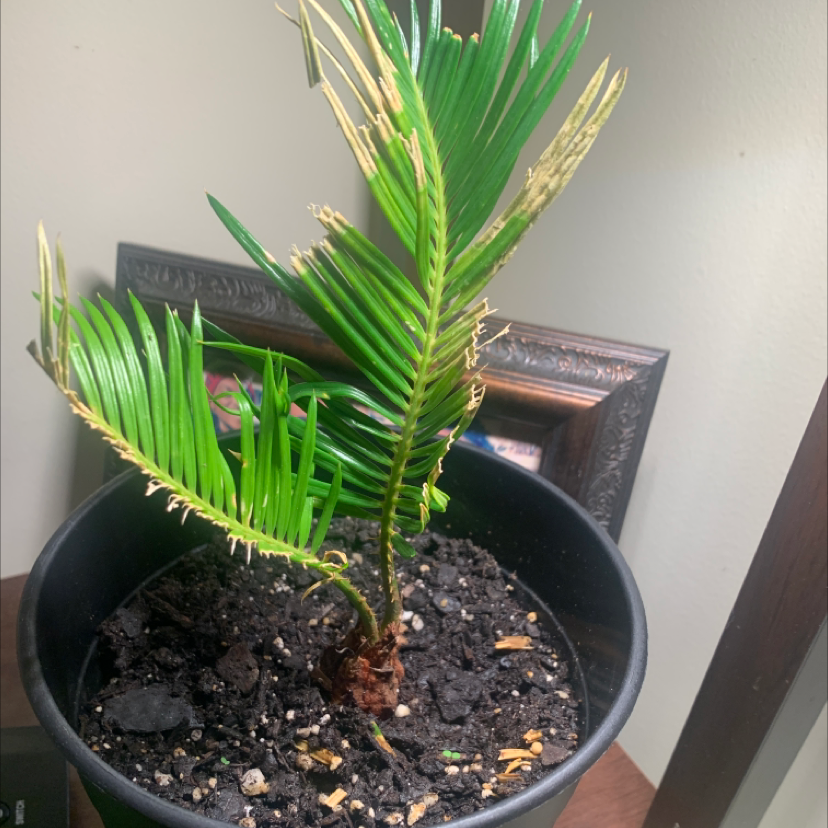 Sago Palm plant photo by @JahmilaMae named Masago on Greg, the plant care app.