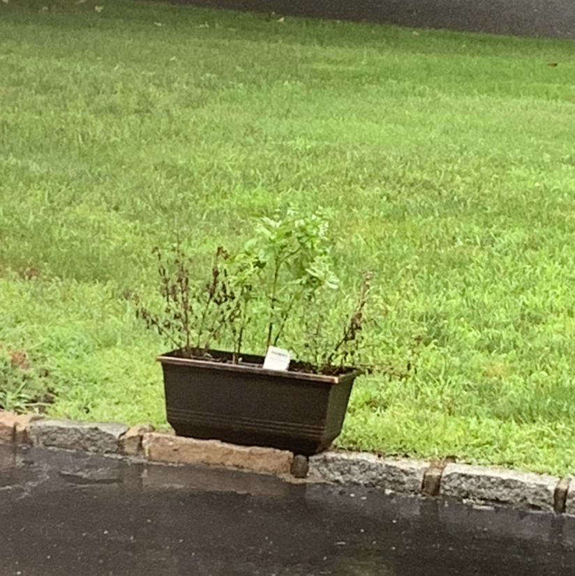 Sweet Basil plant photo by Green thumb named Madonna on Greg, the plant care app.