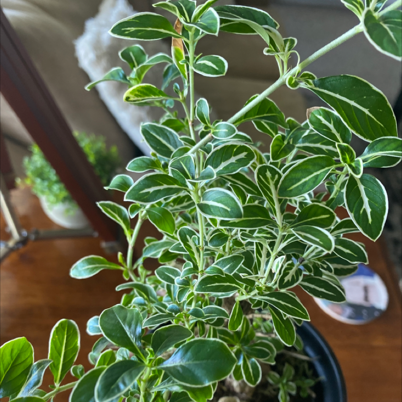 Healthy Snowrose plant with vibrant green leaves and white variegation.