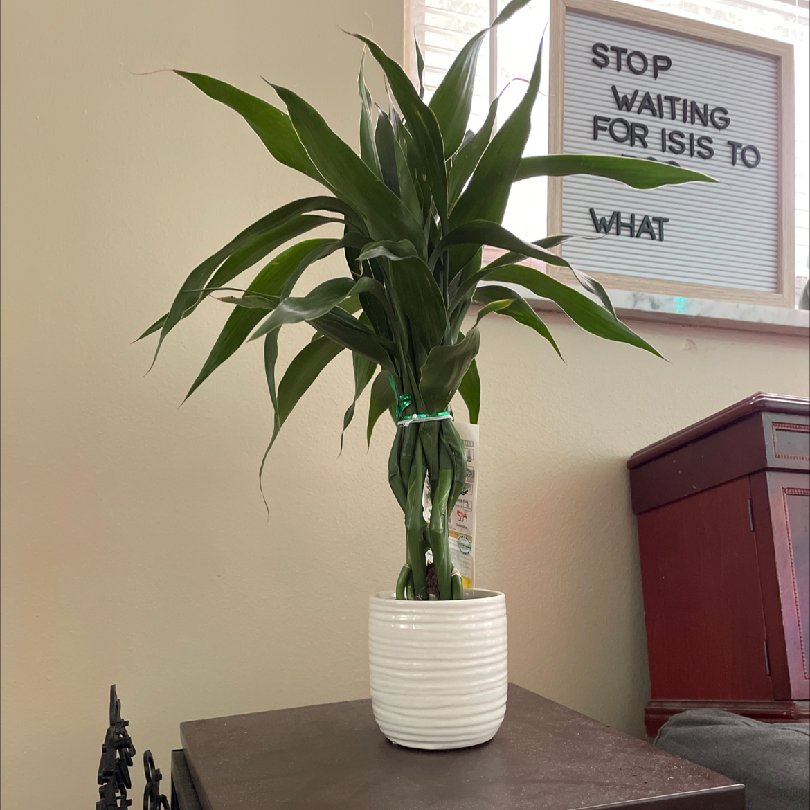 Lucky Bamboo plant photo by @reyma named toad on Greg, the plant care app.