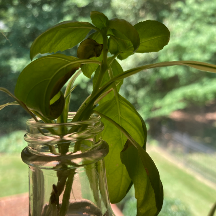 Sweet Basil plant photo by Charlotte named Bāsil on Greg, the plant care app.