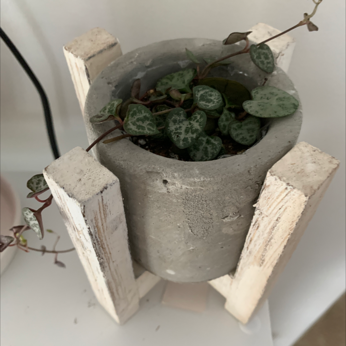 Potted Chain of Hearts plant with trailing vines and heart-shaped leaves in a gray stone pot on a white surface.