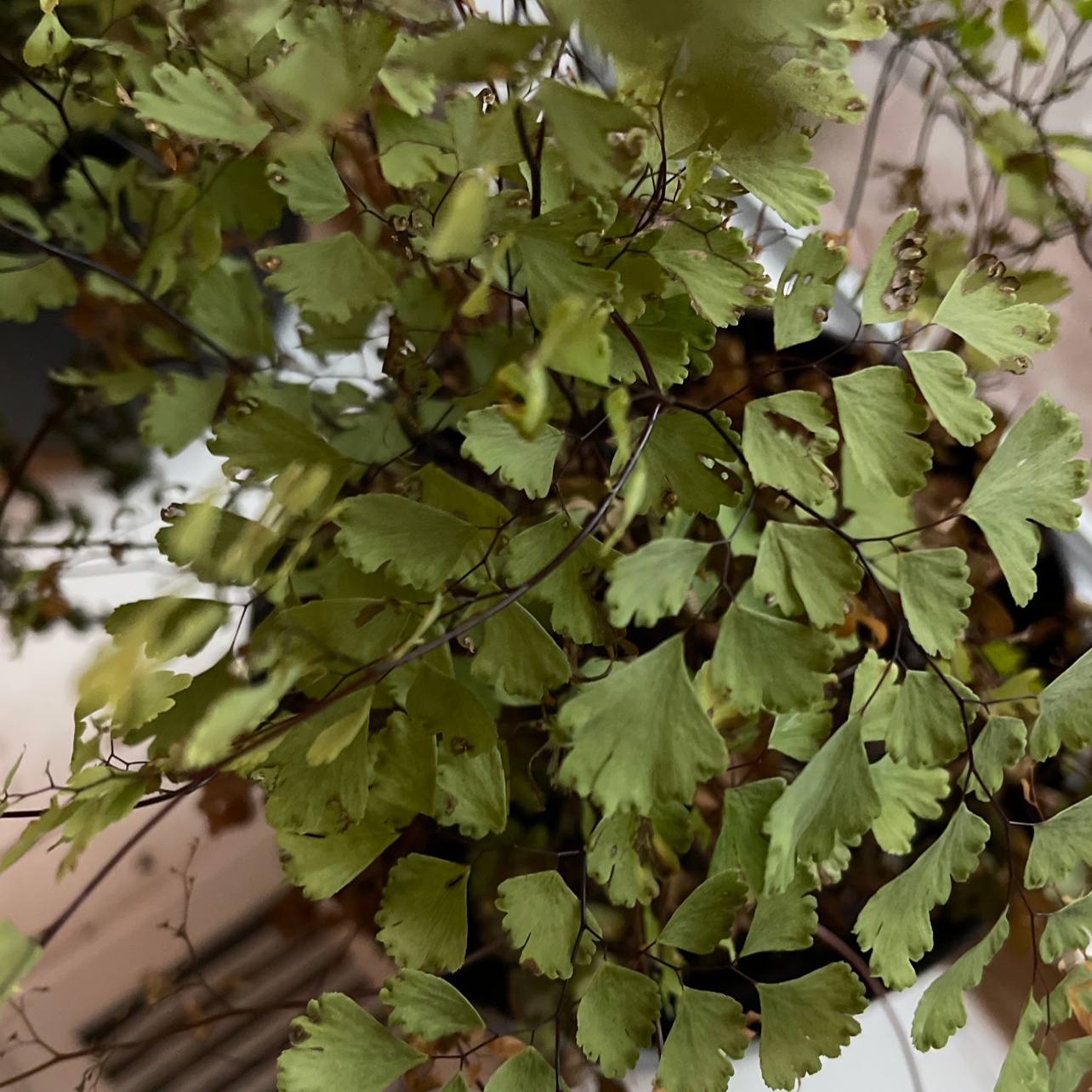 Pacific Maidenhair Fern with some yellowing leaves indicating potential health issues.