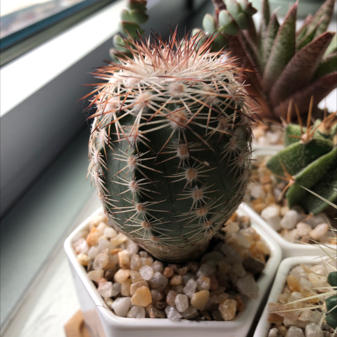 Photo of the plant species Echinocereus adustus by Goksenin named Moby on Greg, the plant care app