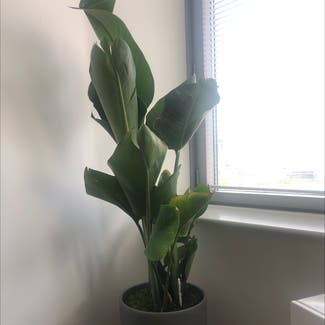 A plant in New York, New York