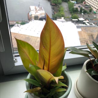 Philodendron Prince of Orange plant in New York, New York
