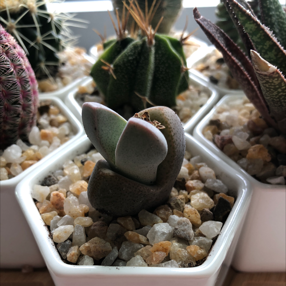 Plant care for European Pear 'Garden Pearl' on Greg, the plant care app