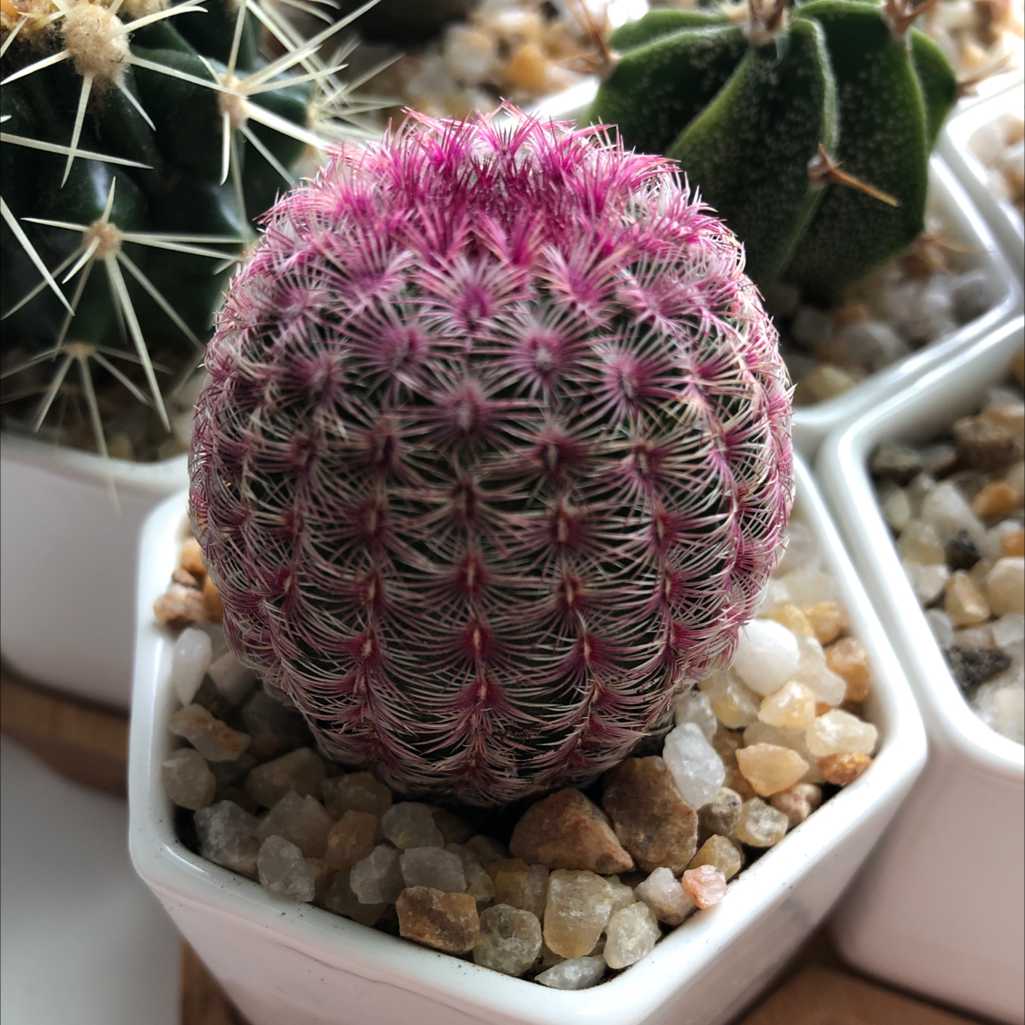 Comb Hedgehog Cactus with a vibrant pink top, surrounded by other cacti in white pots.