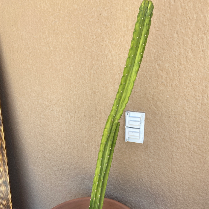 Photo of the plant species African Milk Tree by Mayra named Prickly on Greg, the plant care app