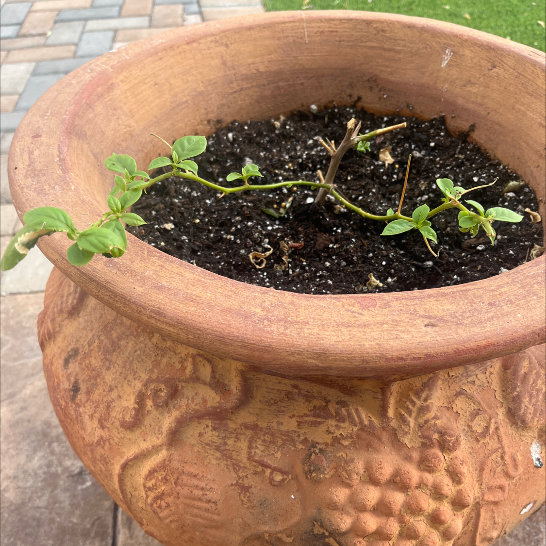 Bougainvillea is Not Toxic to Cats