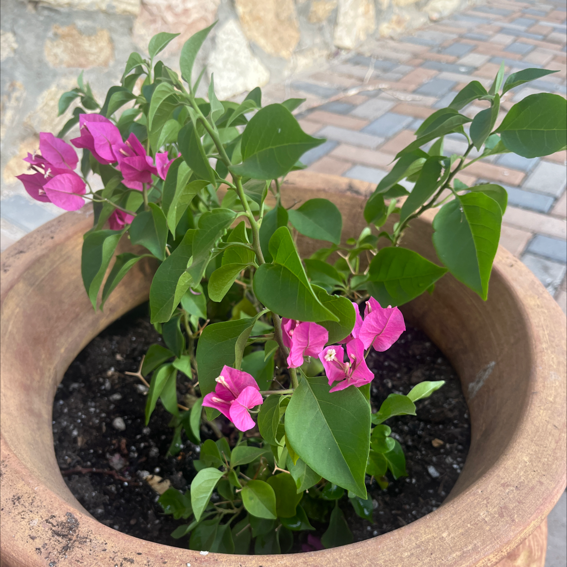 Bougainvillea plant in a terracotta pot with vibrant green leaves and bright pink flowers.