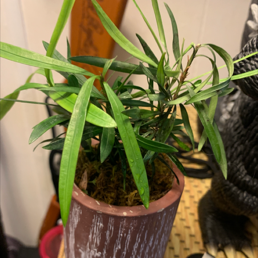 Photo of the plant species Oleander by Hector named Bonsai on Greg, the plant care app
