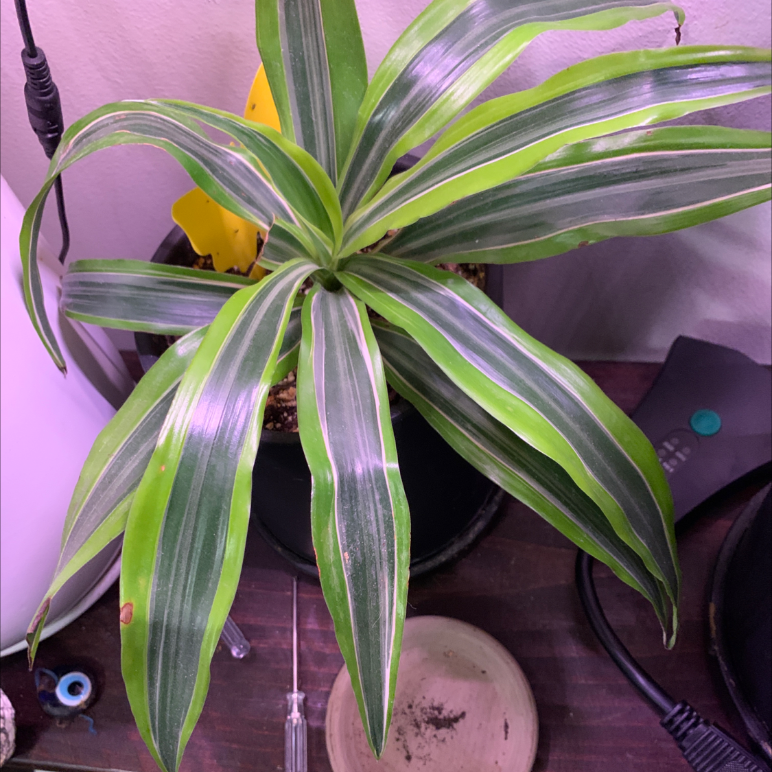 Dracaena 'Lemon Lime' plant with vibrant green and yellow-striped leaves, minor brown spots visible.