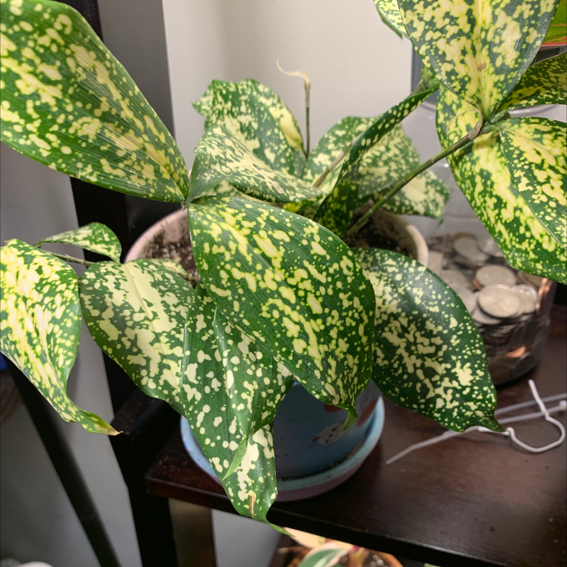 Healthy Gold Dust Dracaena plant with vibrant green leaves covered in signature gold speckled variegation, showcased by a gentle human hand.