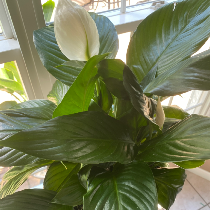 Peace Lily plant photo by @Kkersting named Tsunade on Greg, the plant care app.