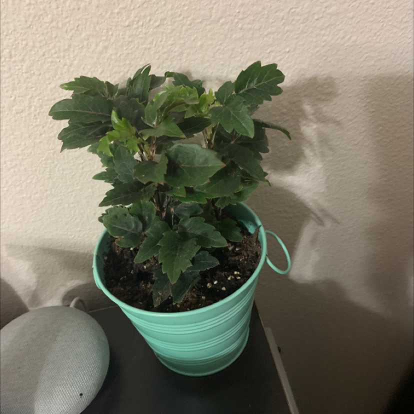 Potted Chinese Hibiscus plant with dark green leaves, placed indoors.