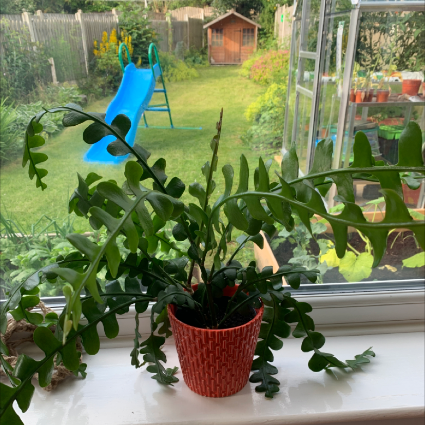 Fishbone Cactus plant photo by Katie named Your plant on Greg, the plant care app.