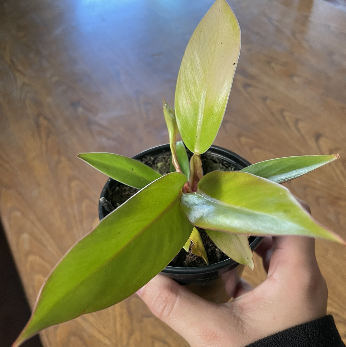 Philodendron Prince of Orange plant held by a hand, showing healthy green and orange leaves.