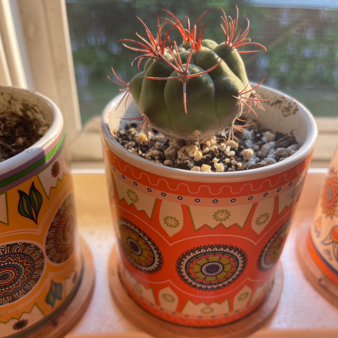 Devil's Pincushion cactus in a decorative pot with visible soil, well-framed and in focus.
