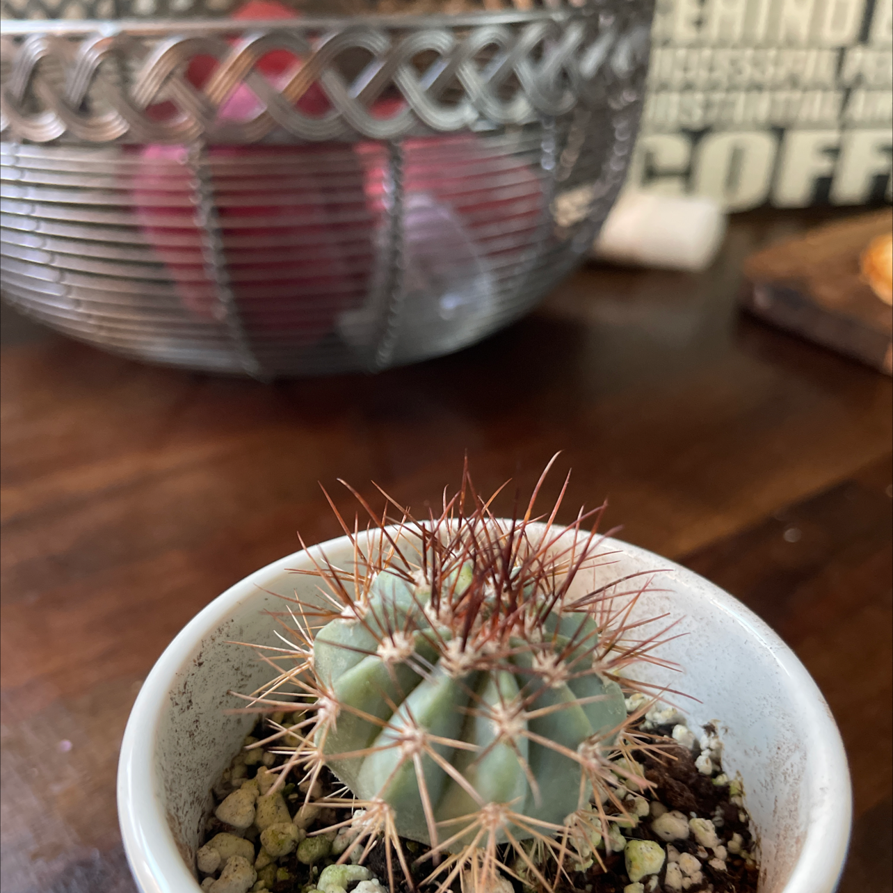 Fire Barrel Cactus in a white pot with a metal basket and text in the background.