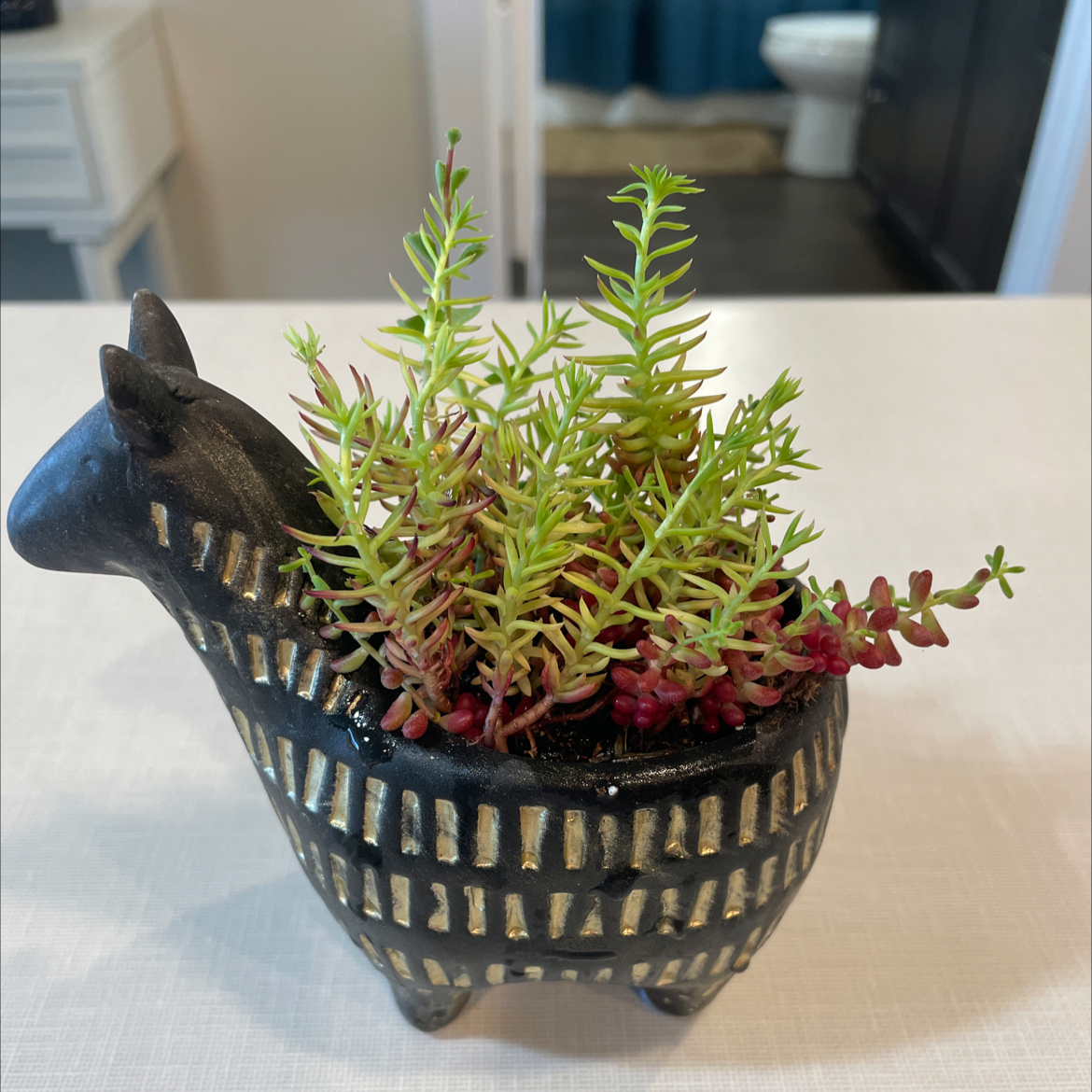 Annual Stonecrop plant in a decorative llama-shaped pot with vibrant green and red leaves.