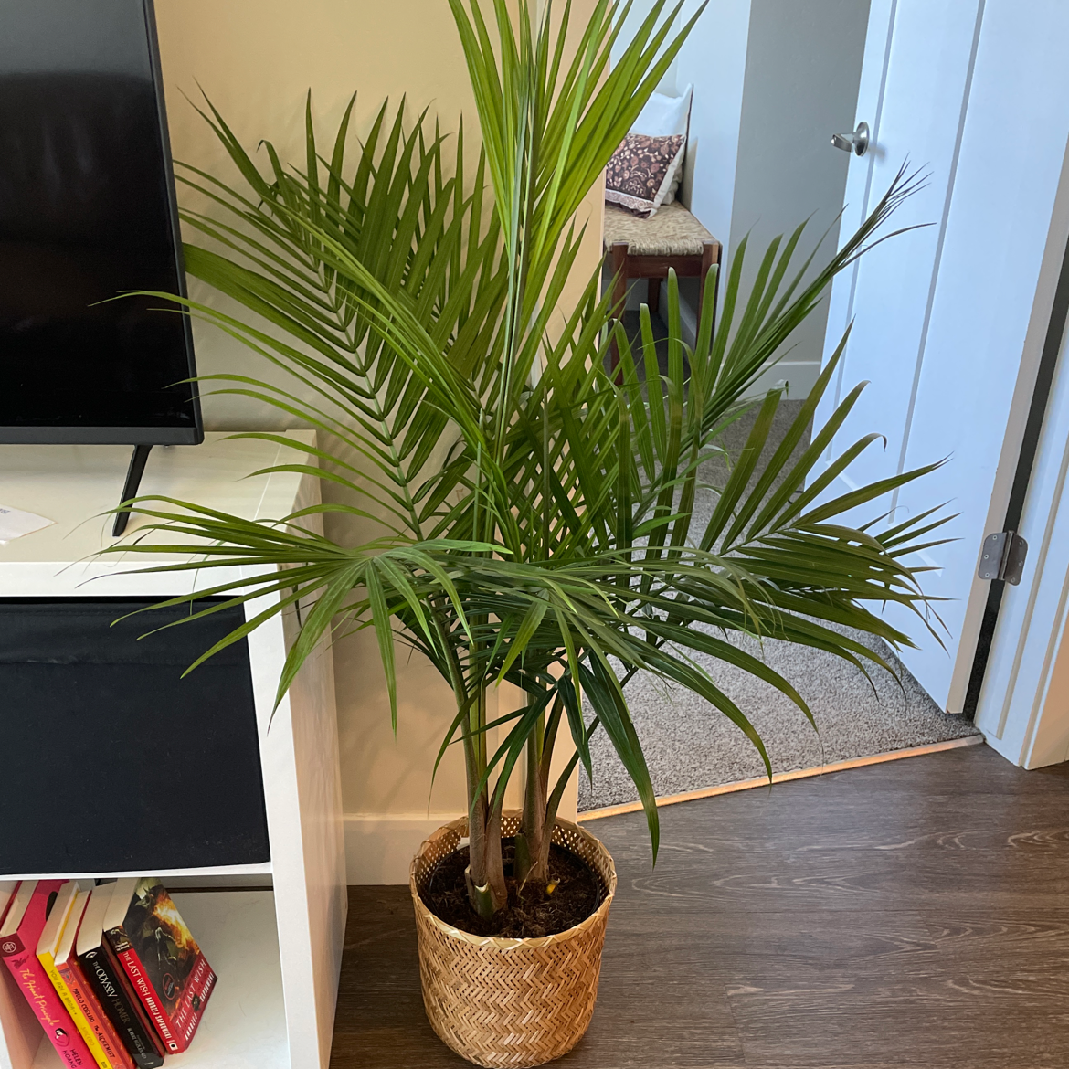 Healthy areca palm in a woven basket, with lush green fronds, situated indoors near a TV and books.