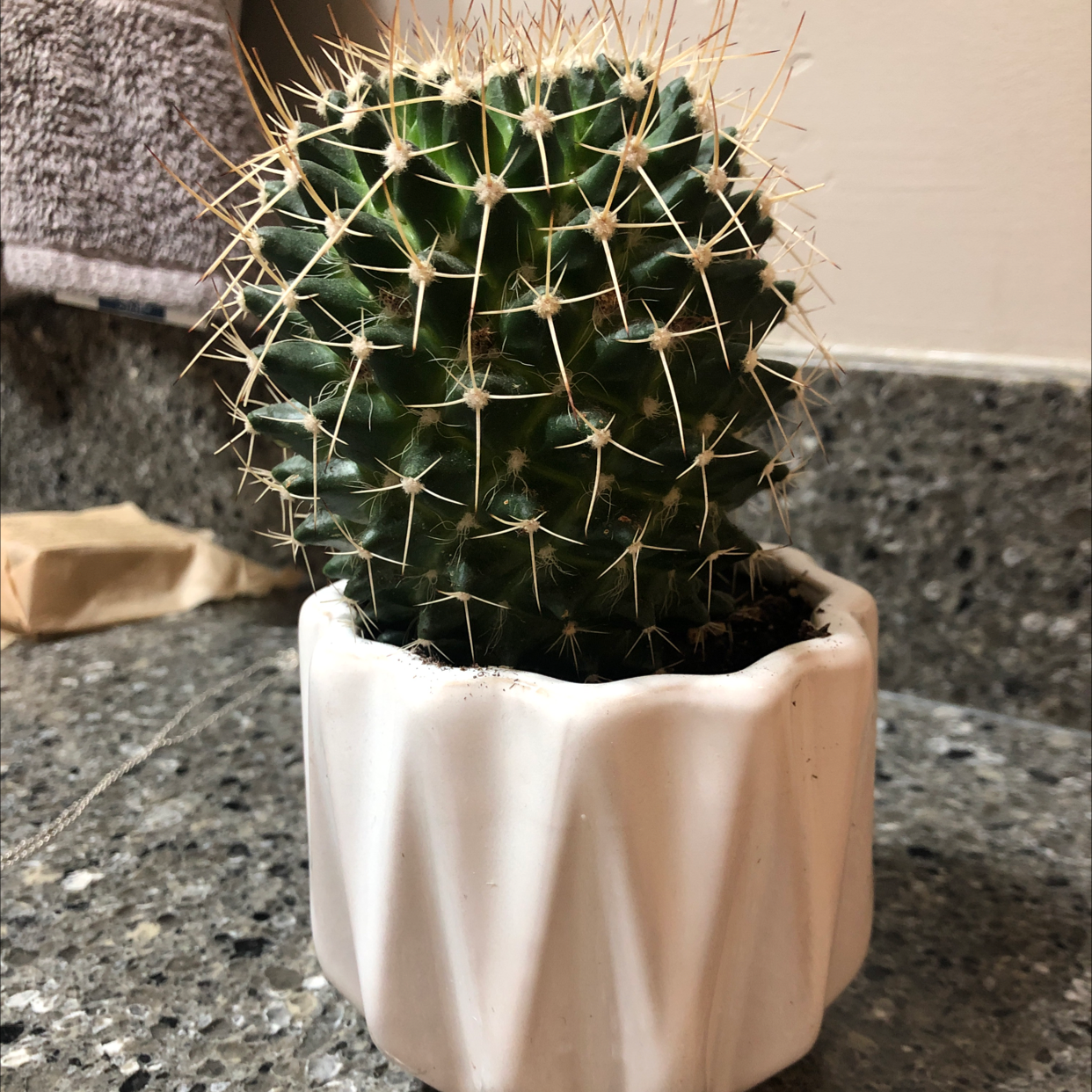 Little Nipple Cactus in a white pot on a granite countertop.
