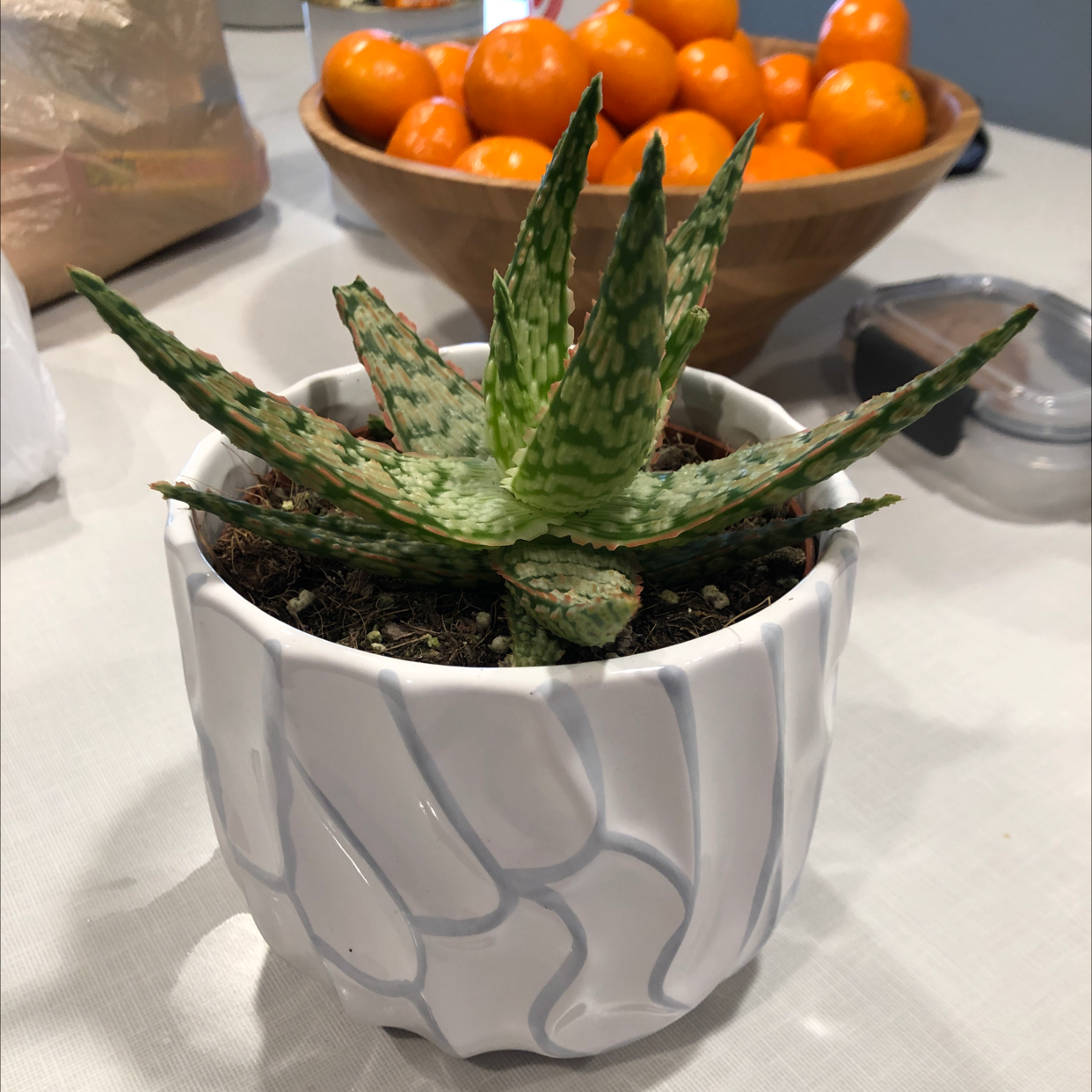Broad-Leaved Aloe plant in a white pot with a bowl of oranges in the background.