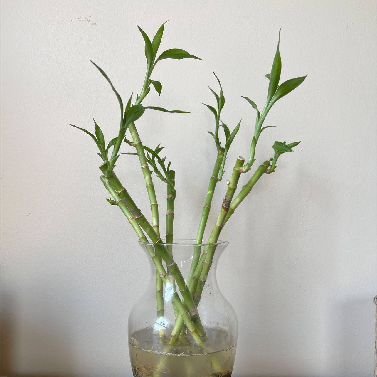 Photo of the plant species Lucky Bamboo by @Maddiemay06 named Po on Greg, the plant care app