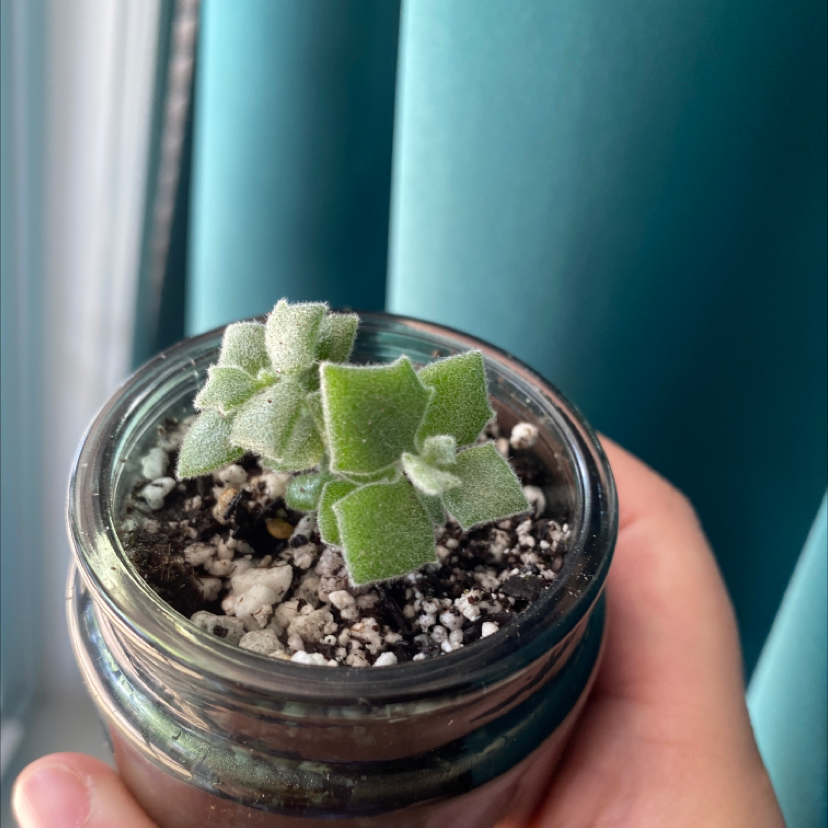 Millot Kalanchoe plant in a glass container with visible soil, held by a hand.