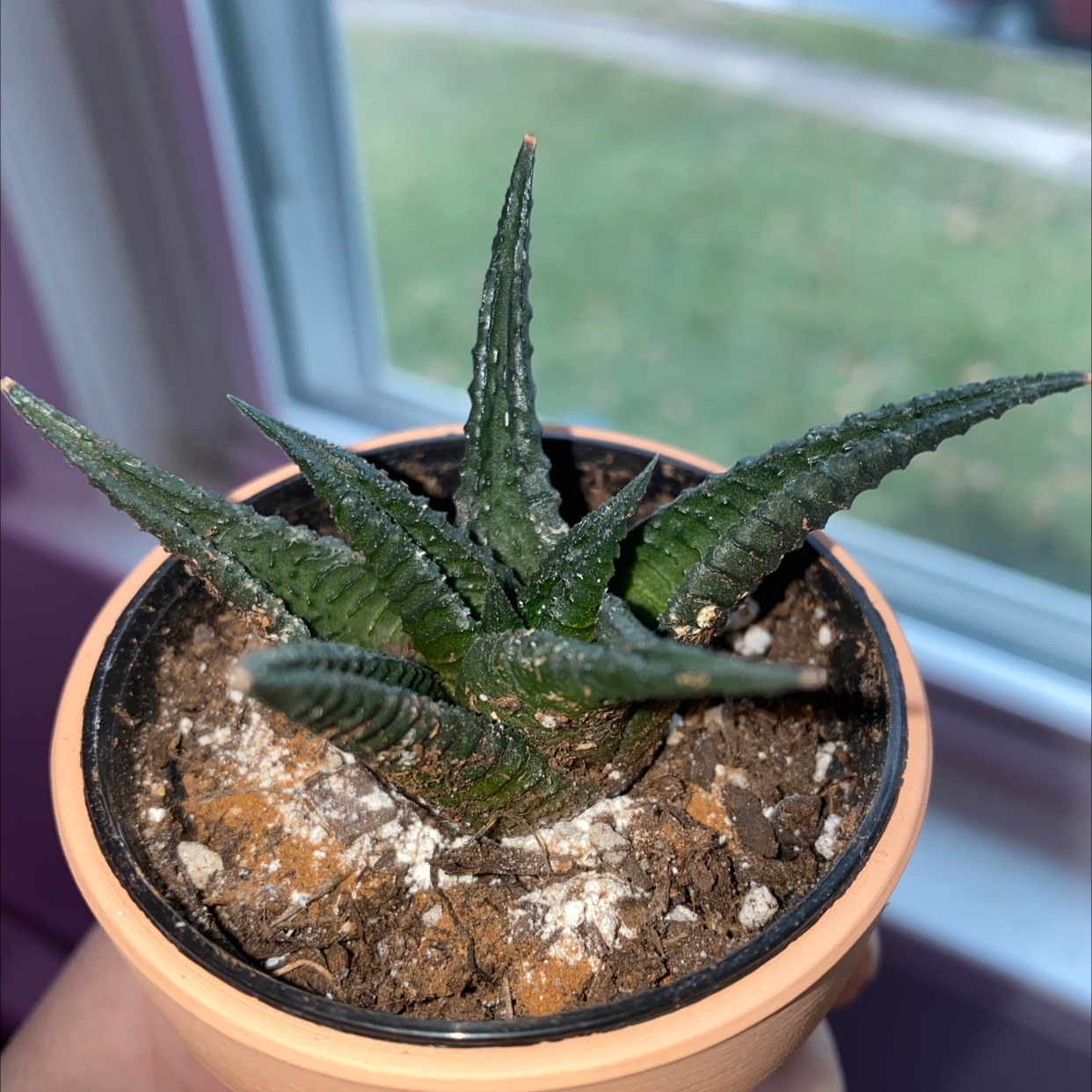 Close-up of a healthy Haworthia truncata succulent plant with distinctive bumpy triangular leaves, potted in terracotta container.