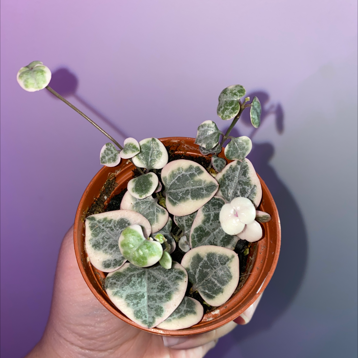 A healthy and thriving Chain of Hearts plant in a terra cotta pot, with distinctive heart-shaped variegated leaves.