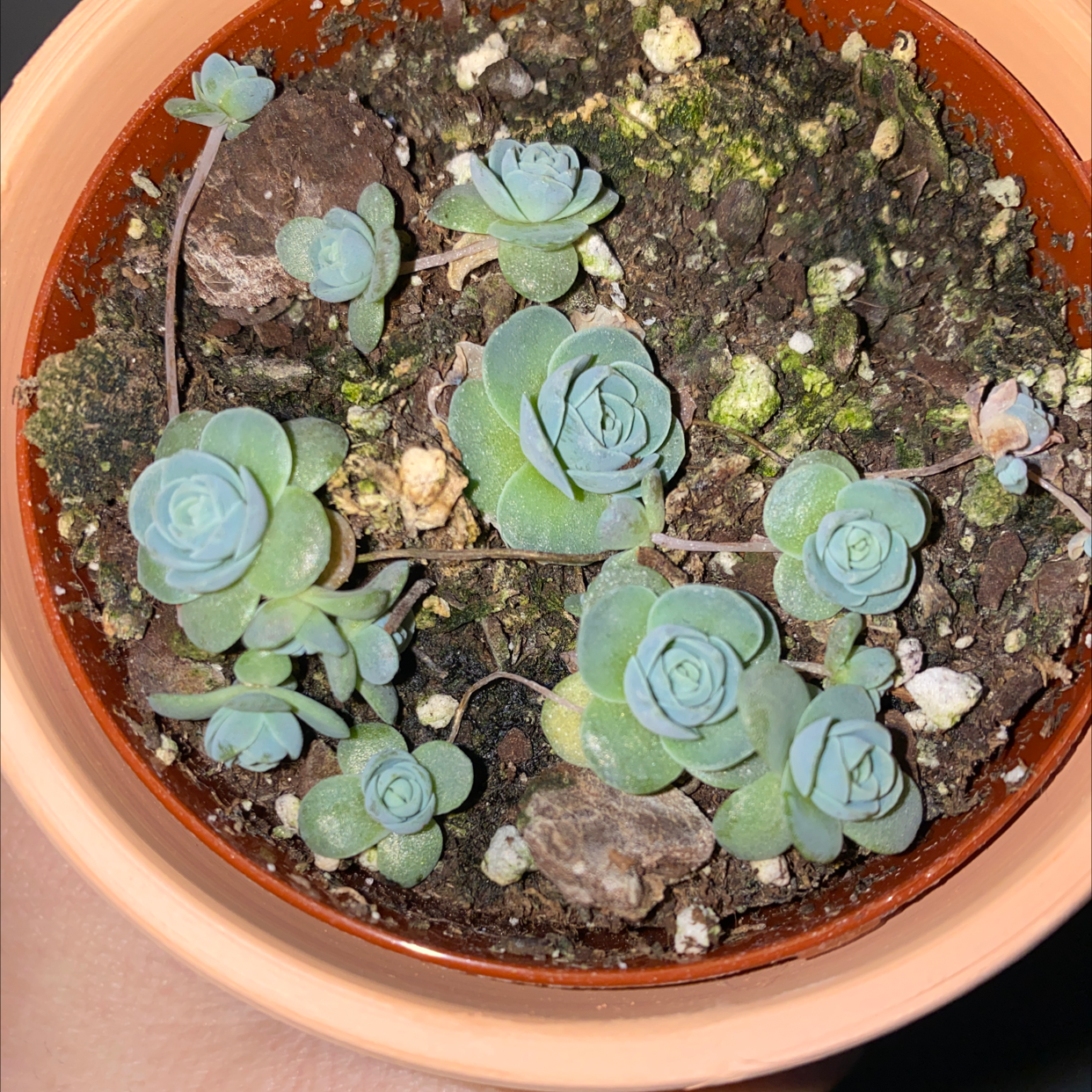 Potted Dunce Cap succulent with multiple blue-green rosettes and visible soil.
