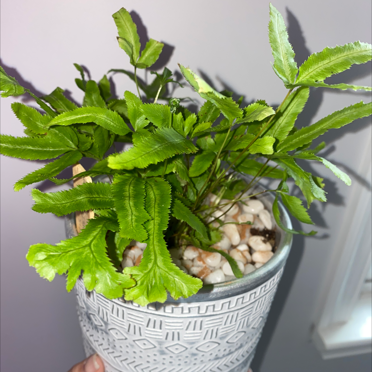 Photo of the plant species Cretan Brake Fern by @Sg3630 named Dudley on Greg, the plant care app