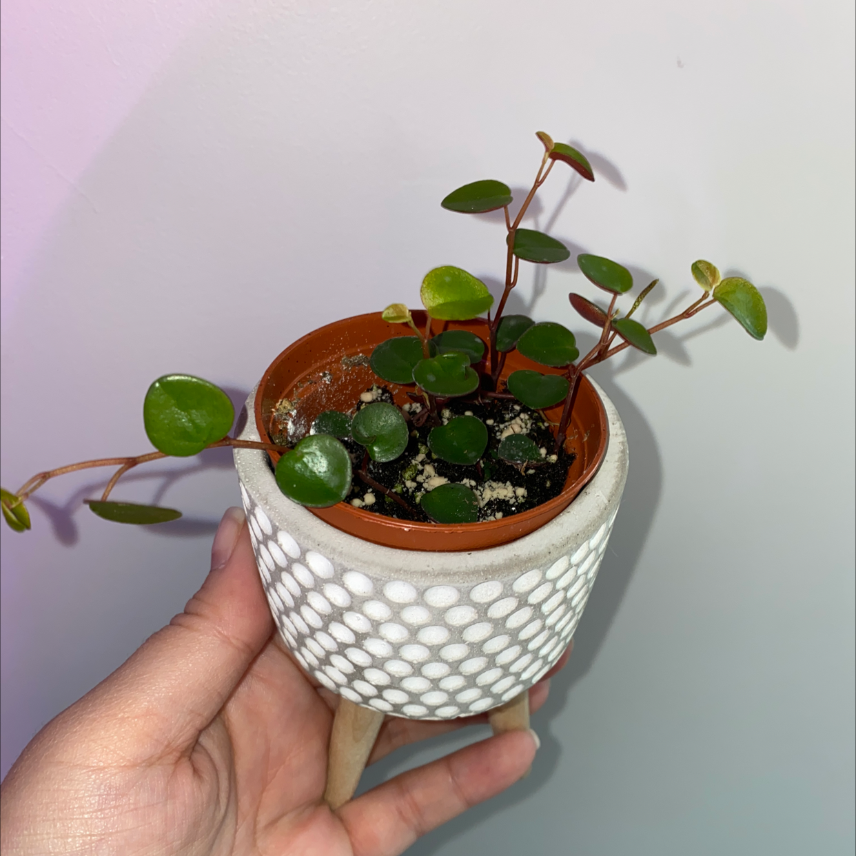 Peperomia 'Ruby Cascade' plant in a small pot held by a hand, with vibrant green leaves.