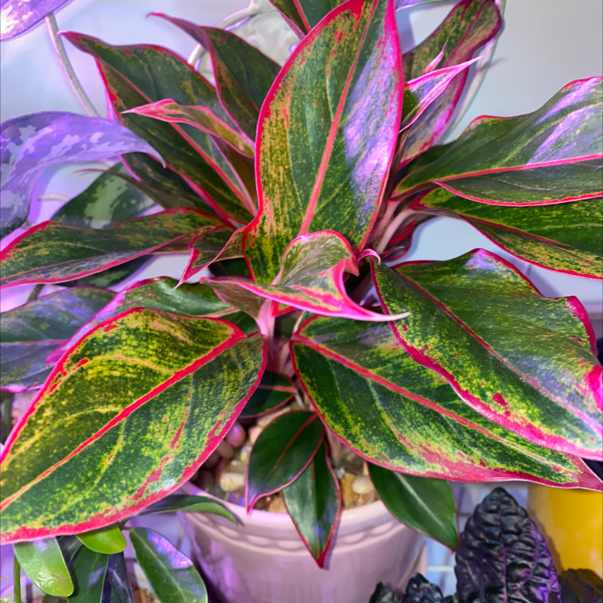 Red Siam Aurora Aglaonema plant with vibrant green and red-edged leaves in a pot.