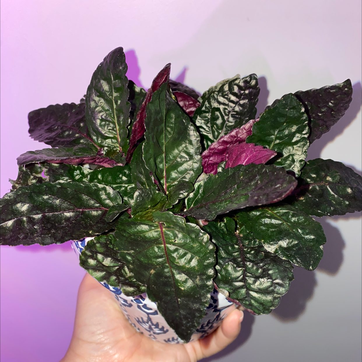 Healthy Waffle Plant with dark green and purple leaves held in a hand.