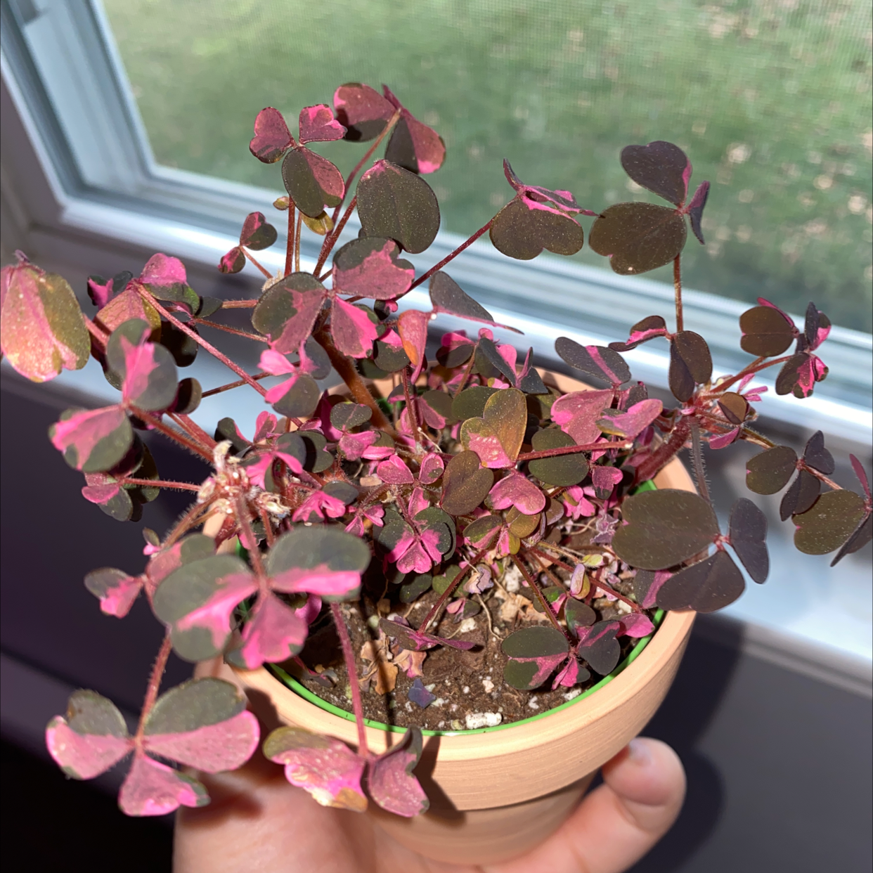 Photo of the plant species Creeping Woodsorrel by @Sg3630 named Karen on Greg, the plant care app
