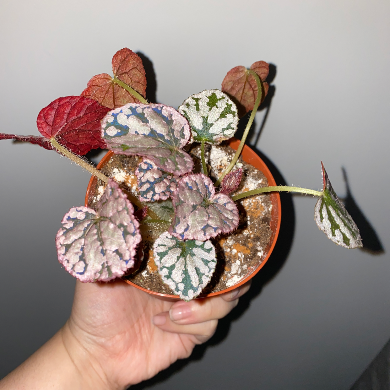 Photo of the plant species Rex Begonia Vine by @Sg3630 named Shubi on Greg, the plant care app