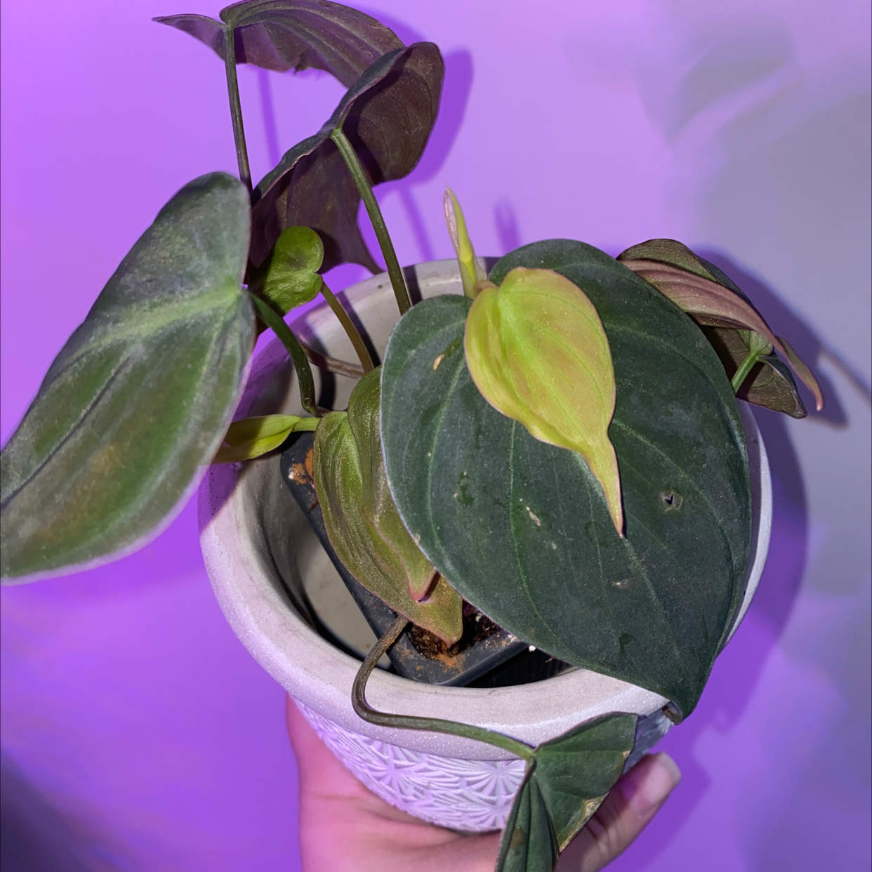 Philodendron Micans plant in a white pot, held by a hand. Some leaves show yellowing and browning.