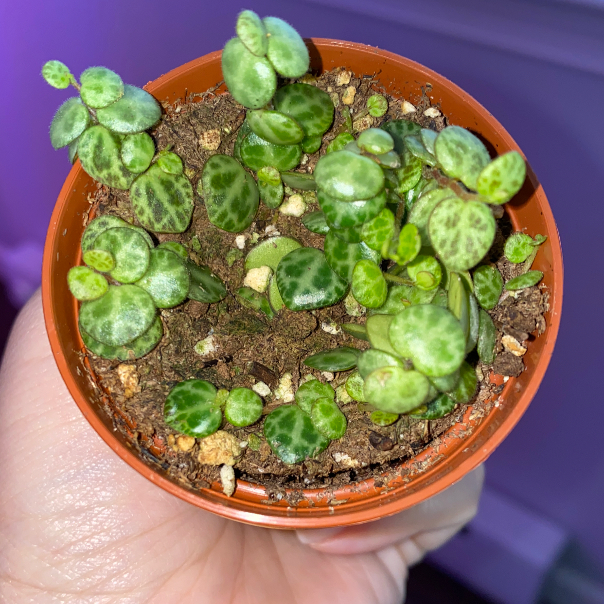 String of Turtles plant in a small pot with visible soil, held by a hand.