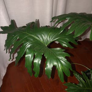 Split Leaf Philodendron plant photo by @Nkele_di named Ms Phly on Greg, the plant care app.